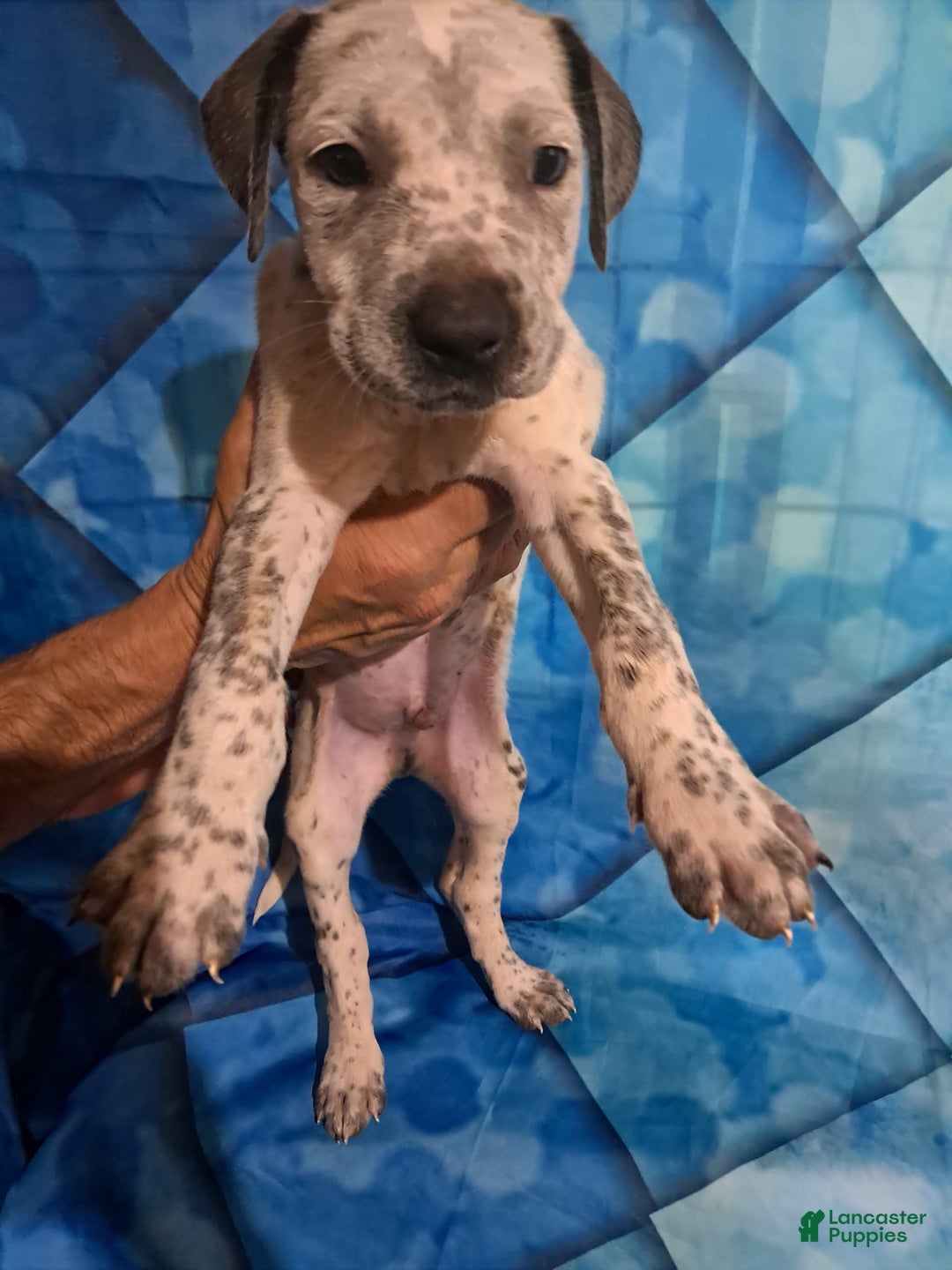 Dogo Argentino dogs for sale: Titan - Image 2