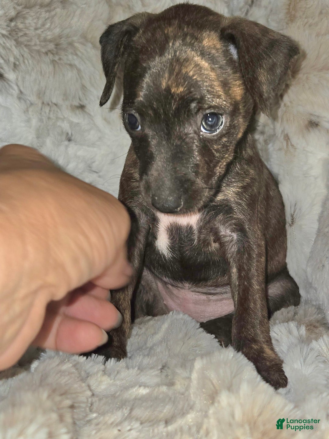 Miniature Pinscher dogs for sale: Hattie - Image 6