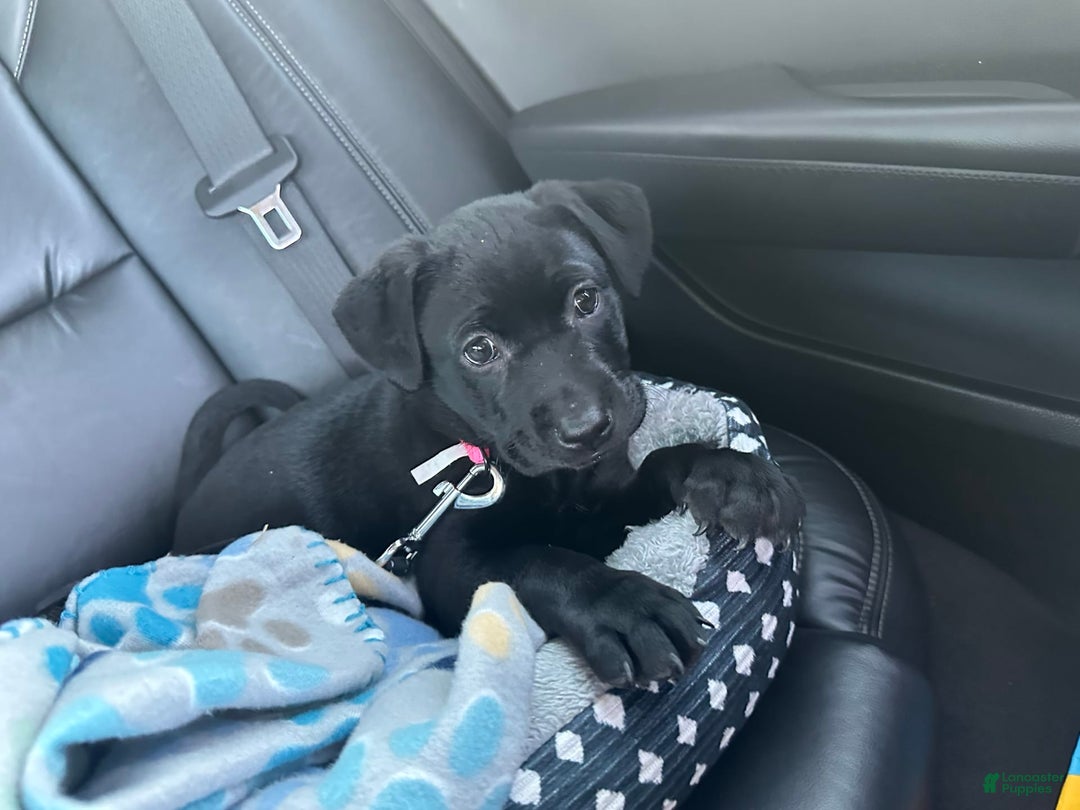 American Pit Bull Terrier dogs for sale: Nova - Image 11