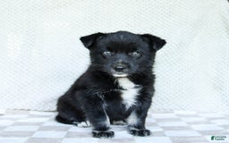 Pomsky dogs for sale: Bear - Image 5