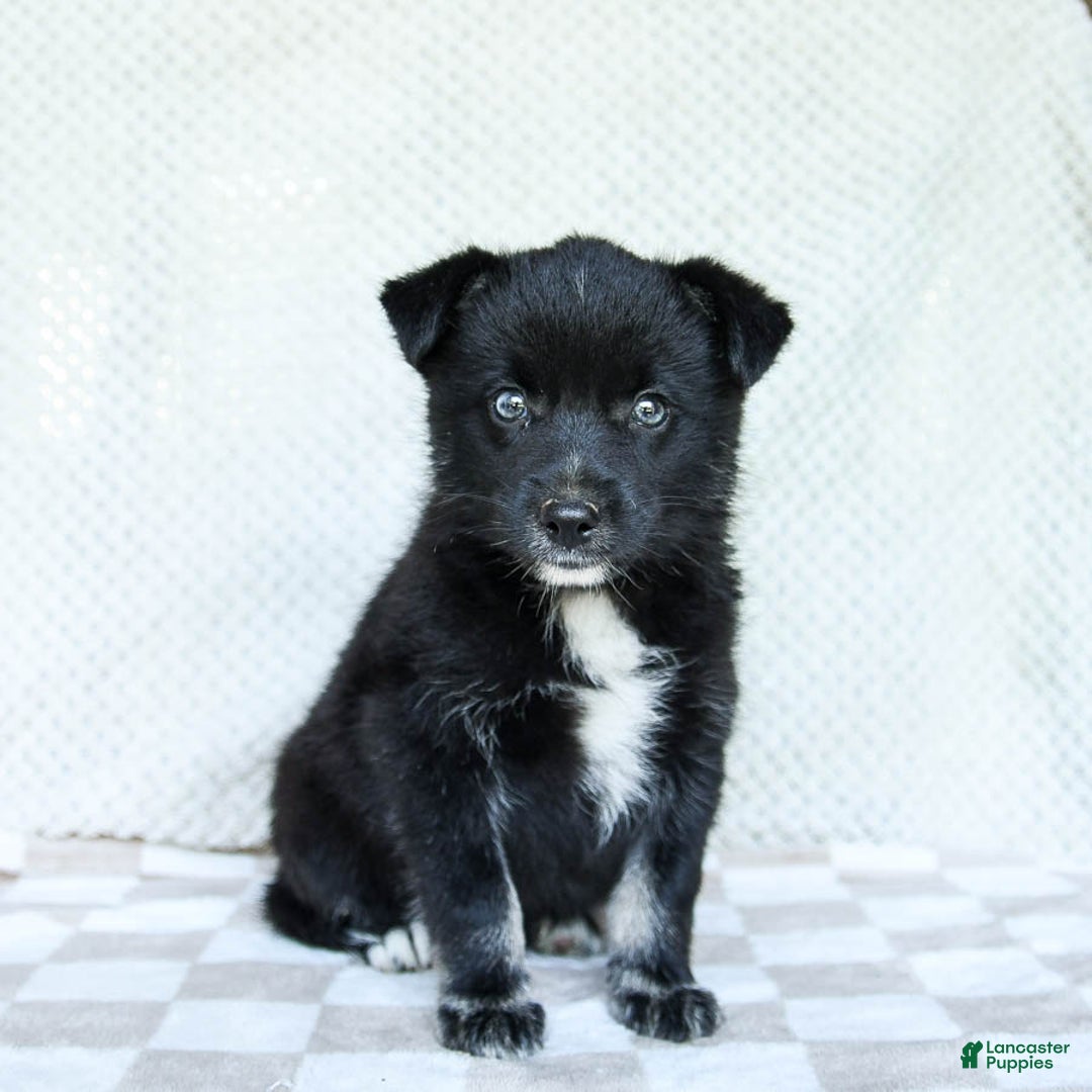 Pomsky dogs for sale: Bear - Image 5