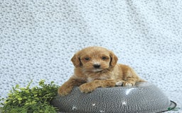 Cavapoo dogs for sale: Rhett - Image 7