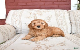 Cockapoo dogs for sale: Kipling - Image 6