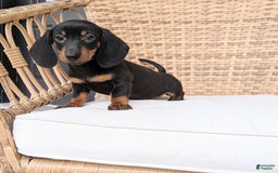 Miniature Dachshund dogs for sale: Freddie - Image 8