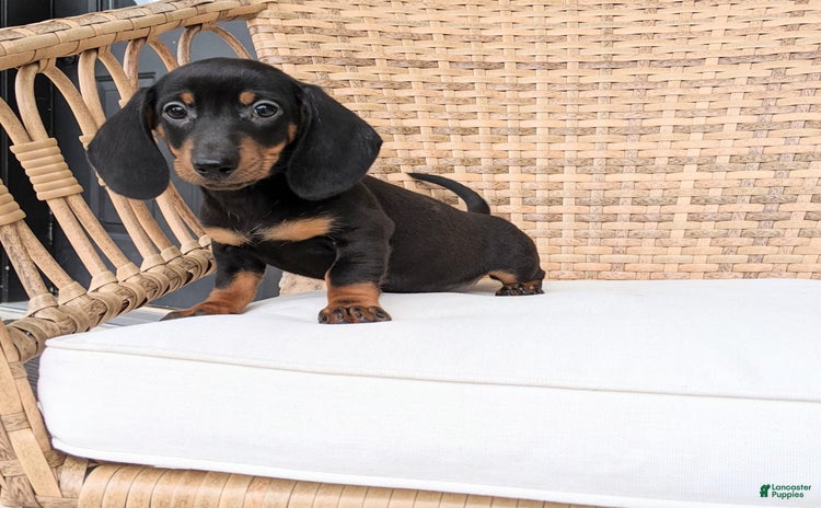 Miniature Dachshund dogs for sale - Ad 3