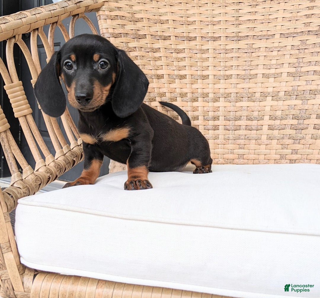 Miniature Dachshund dogs for sale: Freddie - Image 8
