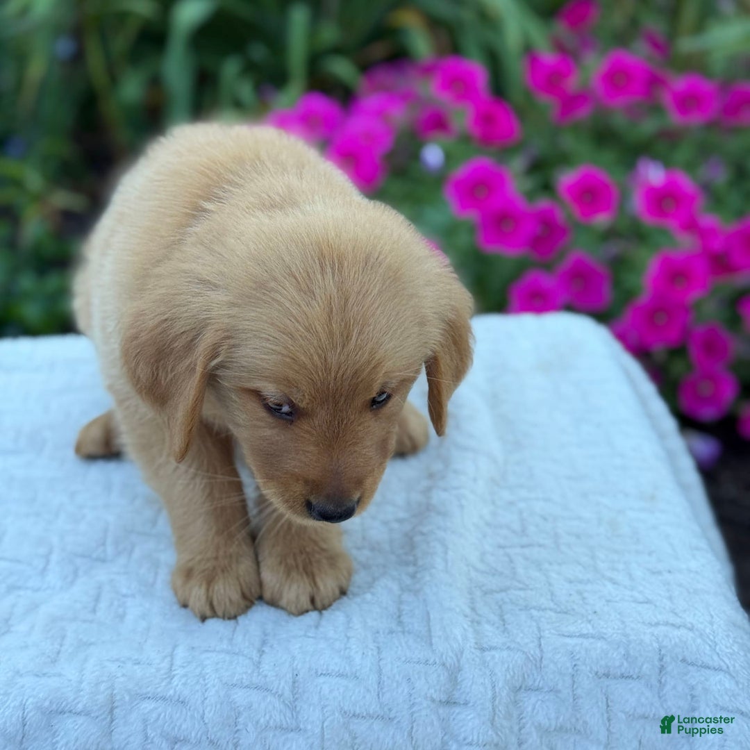 Golden Retriever dogs for sale: Golden Retriever 8 puppies - Image 11