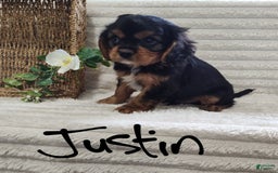 Cavalier King Charles Spaniel dogs for sale: Justin - Image 8