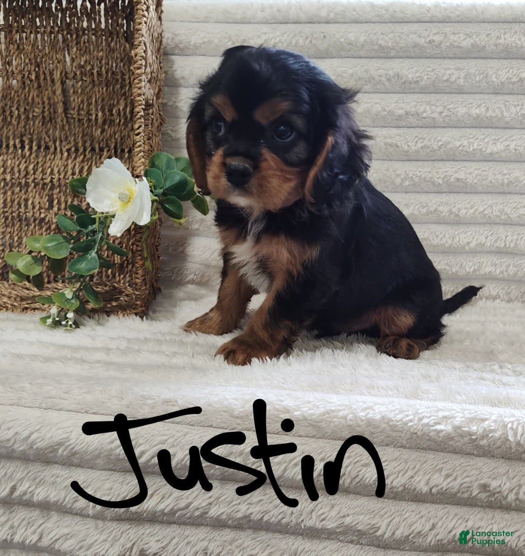 Cavalier King Charles Spaniel dogs for sale: Justin - Image 8
