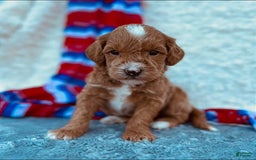 Mini Goldendoodle dogs for sale: Macy Mini F1b - Image 4