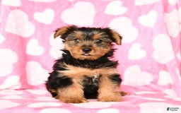 Yorkshire Terrier dogs for sale: Honey Boy - Image 2
