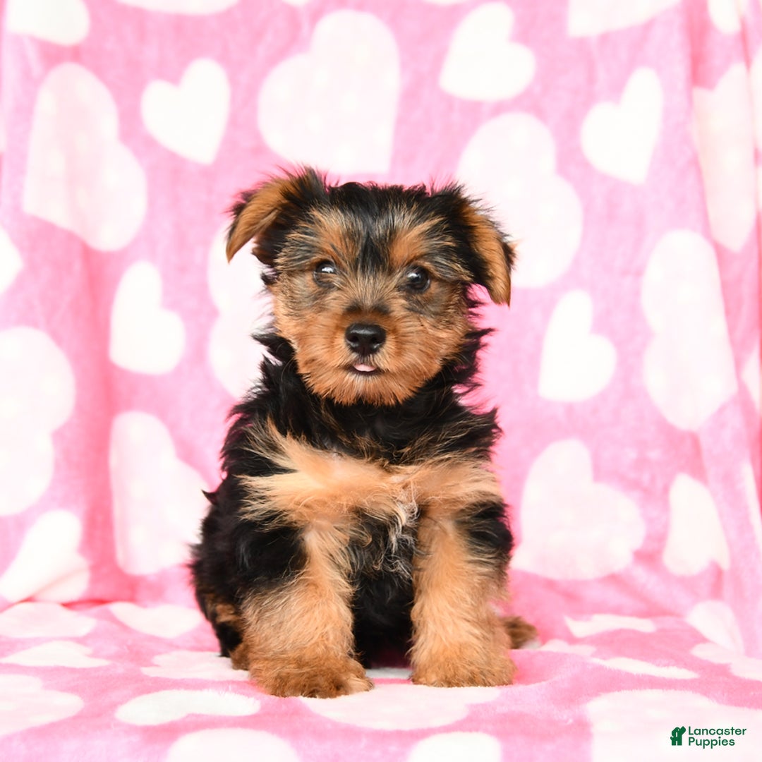 Yorkshire Terrier dogs for sale: Honey Boy - Image 2