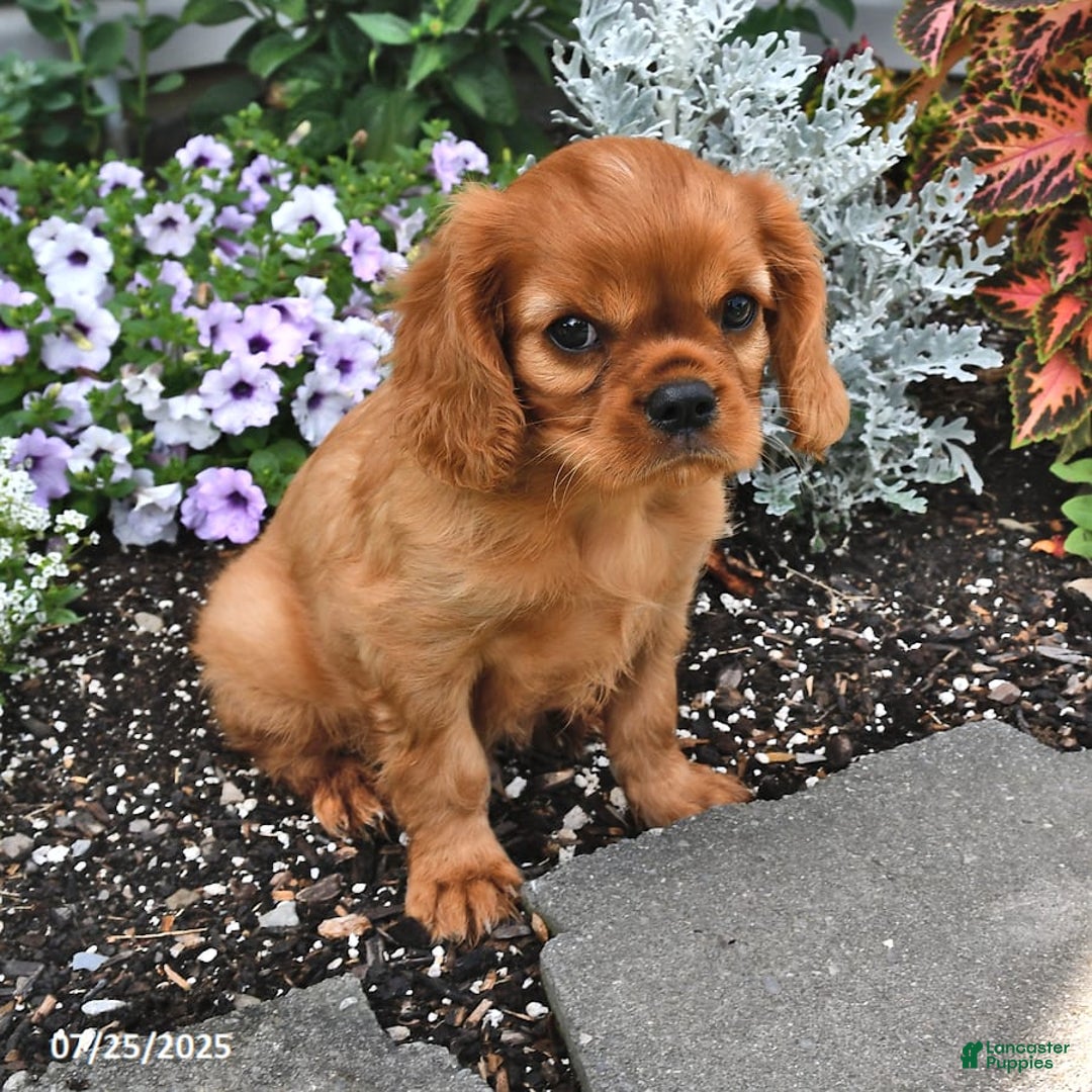 Cavalier King Charles Spaniel dogs for sale: Charlie - Image 15