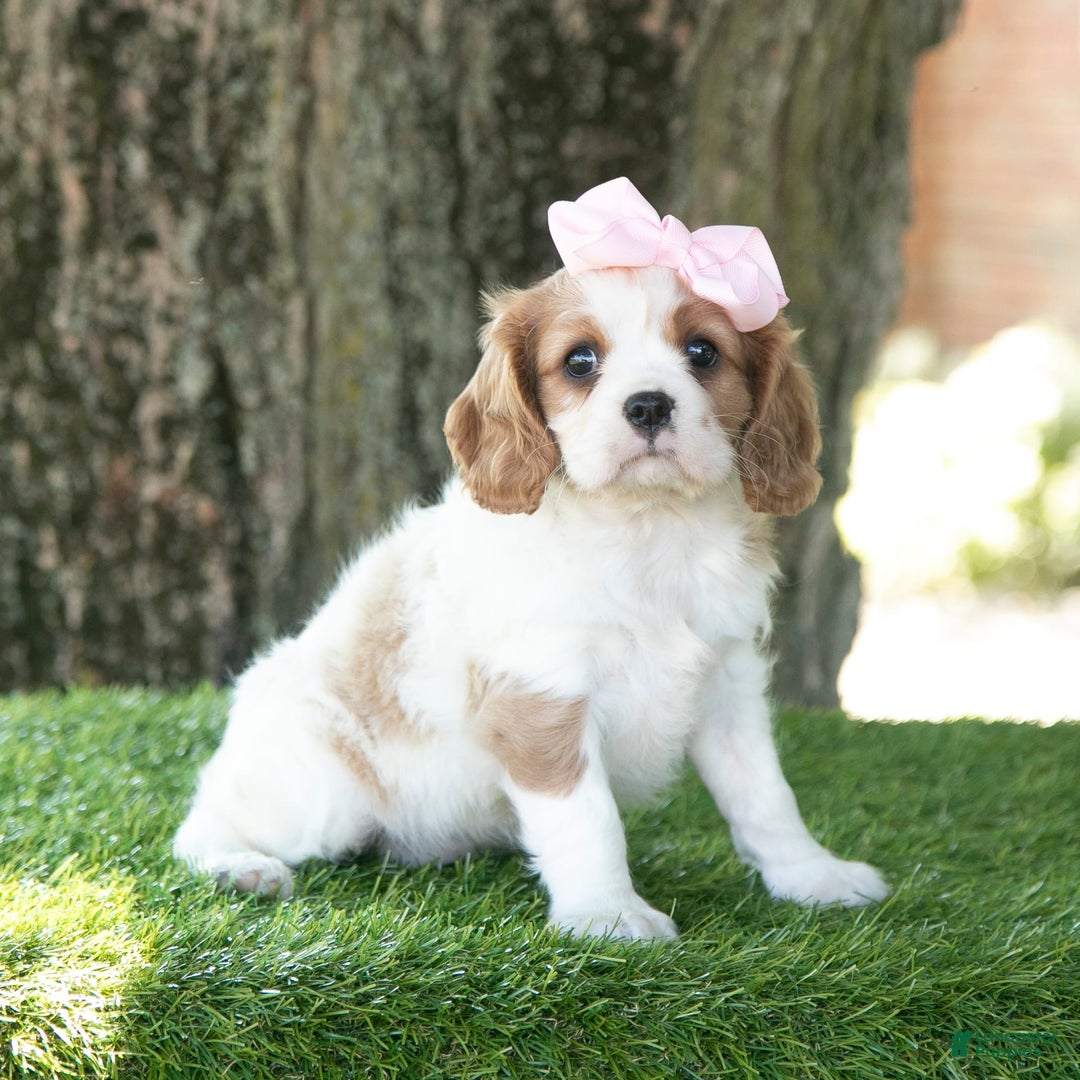 Cavalier King Charles Spaniel dogs for sale: Ruby - Image 6