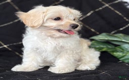 Maltese dogs for sale: EMMY LOU - Image 6