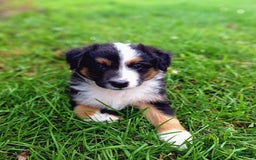 Australian Shepherd dogs for sale: Hardison - Image 3