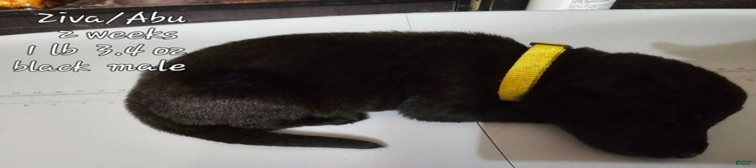 Black Boy Yellow Collar