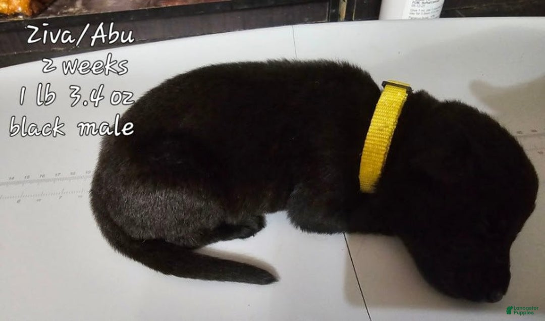 German Shepherd dogs for sale: Black Boy Yellow Collar - Image 1