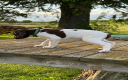 German Shorthaired Pointer dogs for sale: Green - Image 5