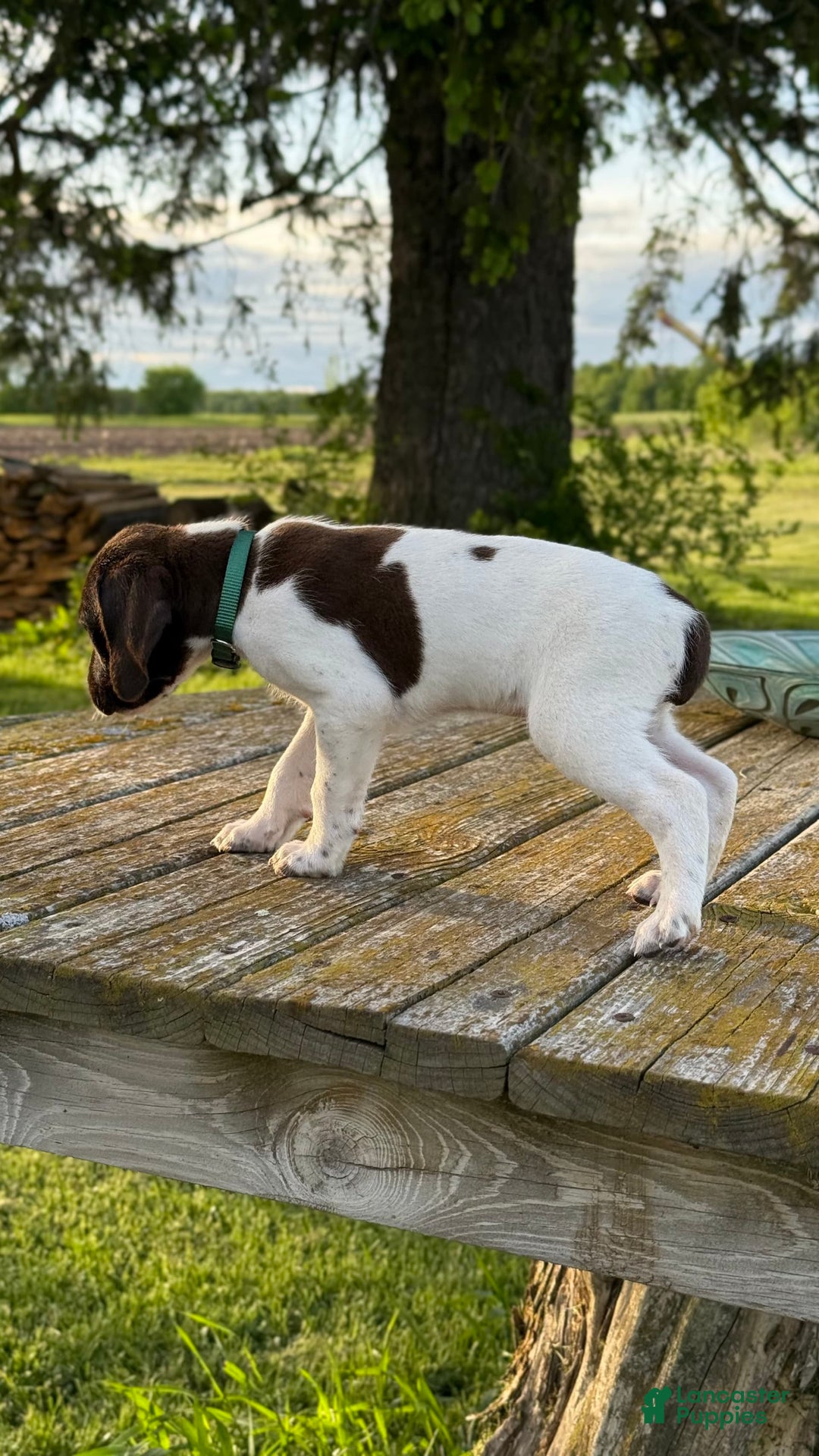 German Shorthaired Pointer dogs for sale: Green - Image 5