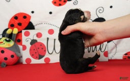 Bernese Mountain Dog dogs for sale: Cherrio - Image 14