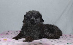 Toy Poodle dogs for sale: Thelma Ruth - Image 5