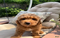 Cavapoo dogs for sale: Bradley - Image 3