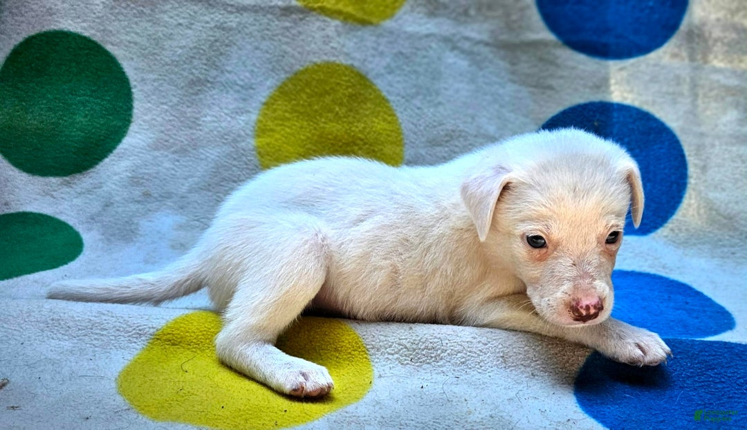 Border Collie dogs for sale: Hissy - Image 20
