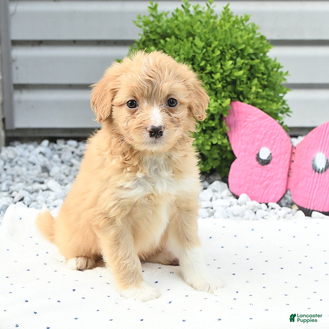 Pomeranian dogs for sale: Pomeranian 9 puppies - Image 5