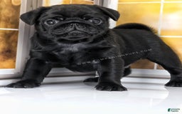 Pug dogs for sale: Boy 1 - Champion Lines! - Image 8