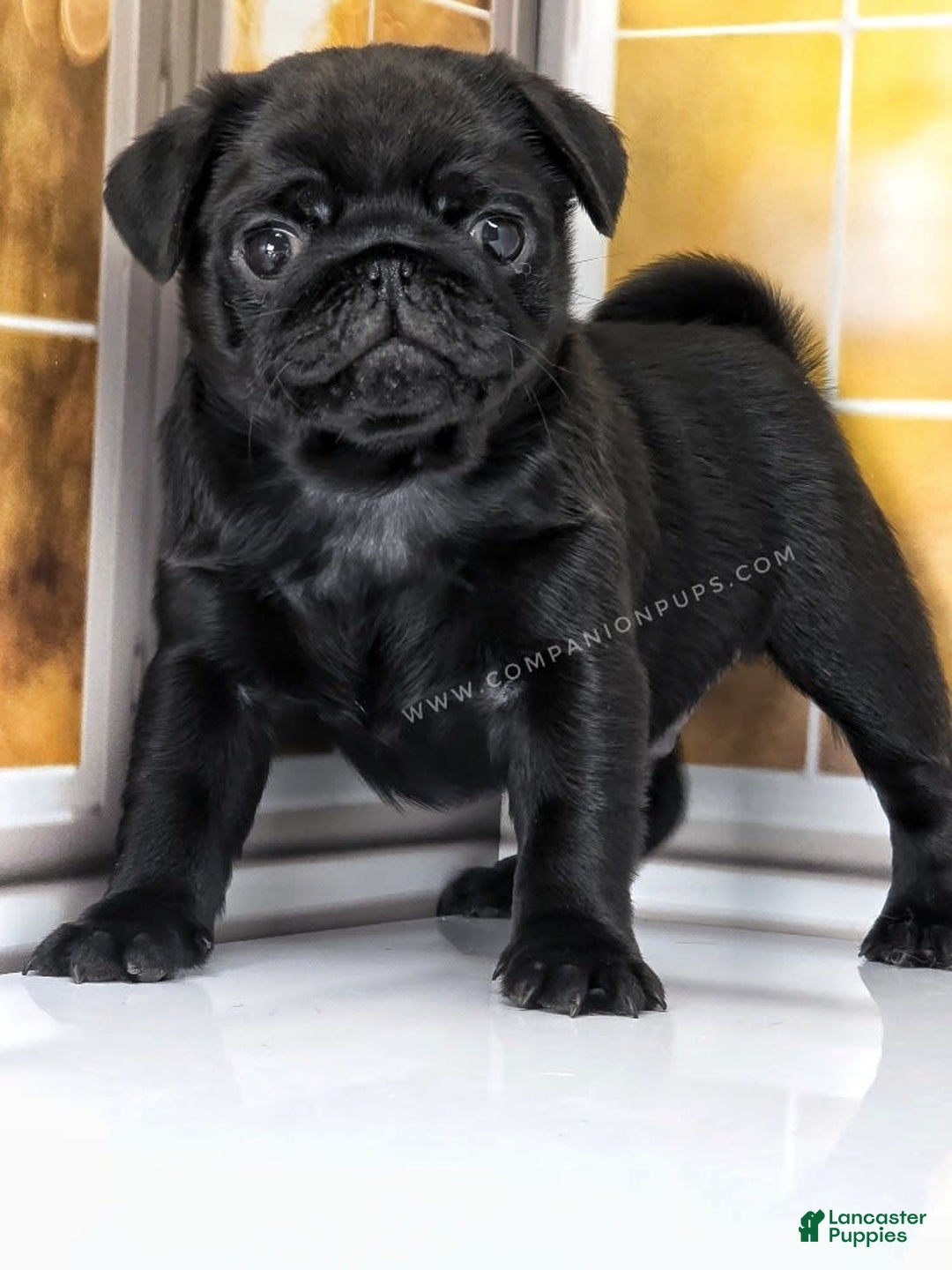 Pug dogs for sale: Boy 1 - Champion Lines! - Image 8