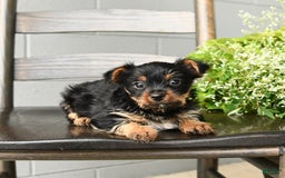 Yorkshire Terrier dogs for sale: Yorkshire Terrier 5 puppies - Image 10