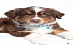 Miniature Australian Shepherd dogs for sale: Miniature Australian Shepherd 7 puppies - Image 3