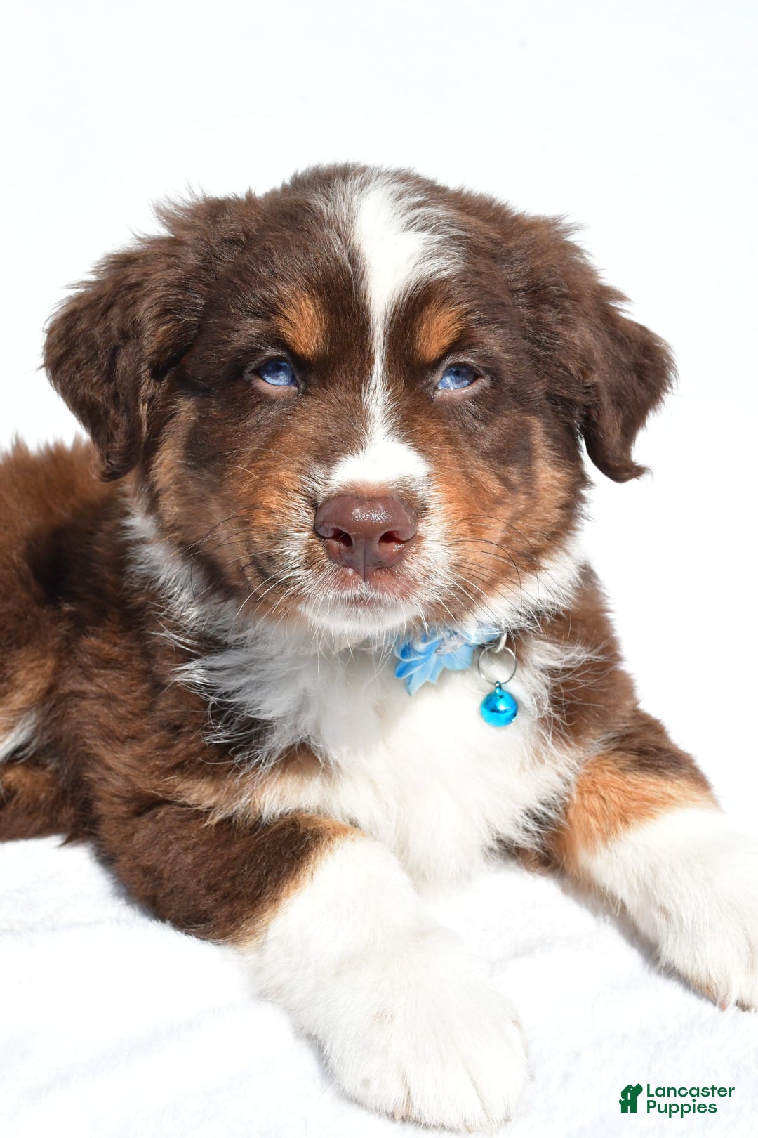 Miniature Australian Shepherd dogs for sale: Miniature Australian Shepherd 7 puppies - Image 3