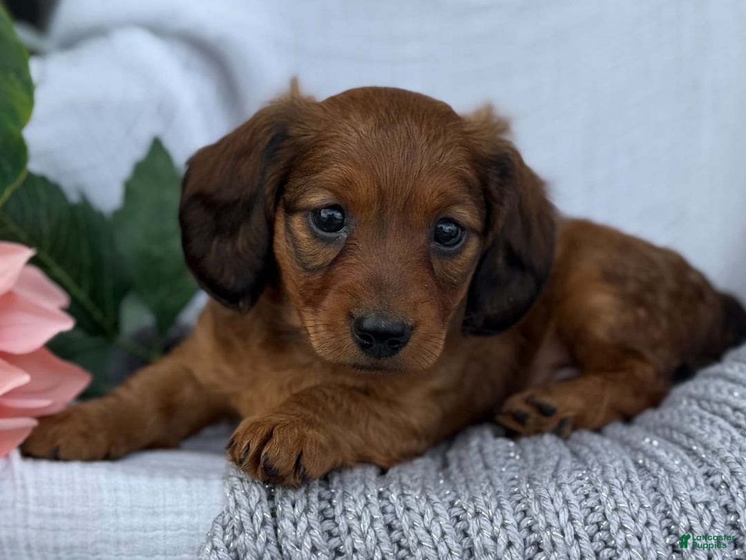 Miniature Dachshund dogs for sale: Max - Image 18