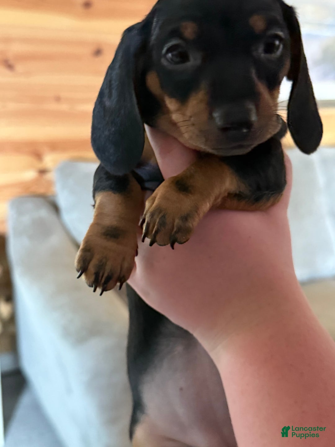 Miniature Dachshund dogs for sale: Lucy - Image 5