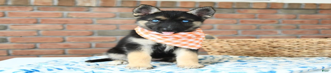 Briar