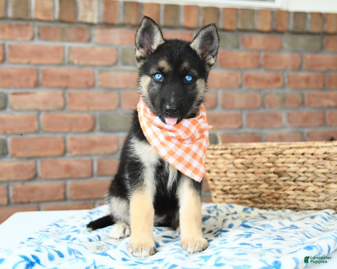 Gerberian Shepsky dogs for sale: Briar - Image 2
