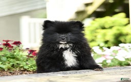 Pomeranian dogs for sale: Bear - Image 2