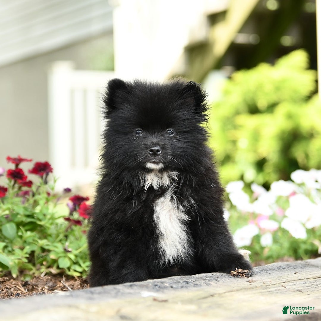 Pomeranian dogs for sale: Bear - Image 2
