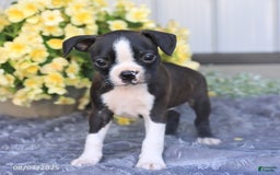 Boston Terrier dogs for sale: Hank - Image 5