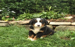 Bernese Mountain Dog dogs for sale: Wilder - Image 3