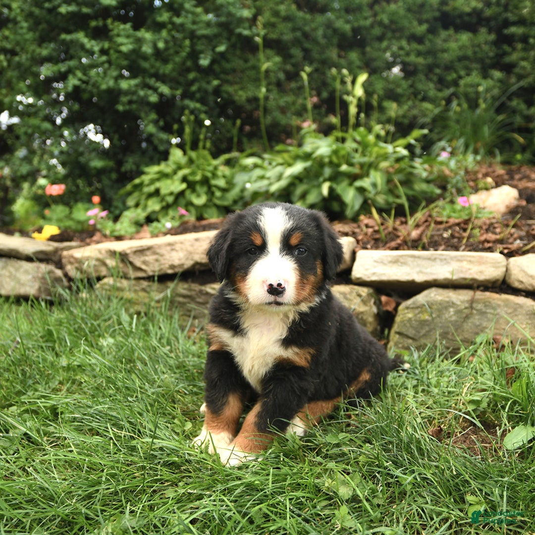 Bernese Mountain Dog dogs for sale: Wilder - Image 3