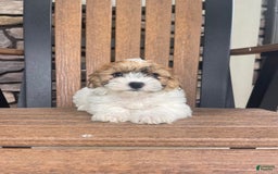 Shih Tzu dogs for sale: Oliver - Image 4