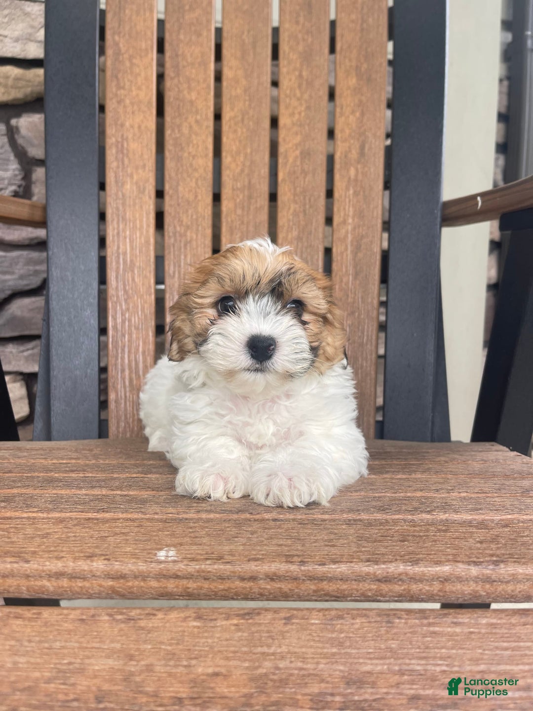 Shih Tzu dogs for sale: Oliver - Image 4