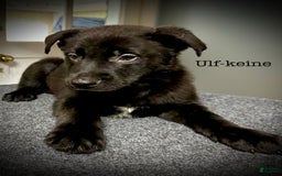Belgian Malinois dogs for sale: Ulf-keine - Image 1