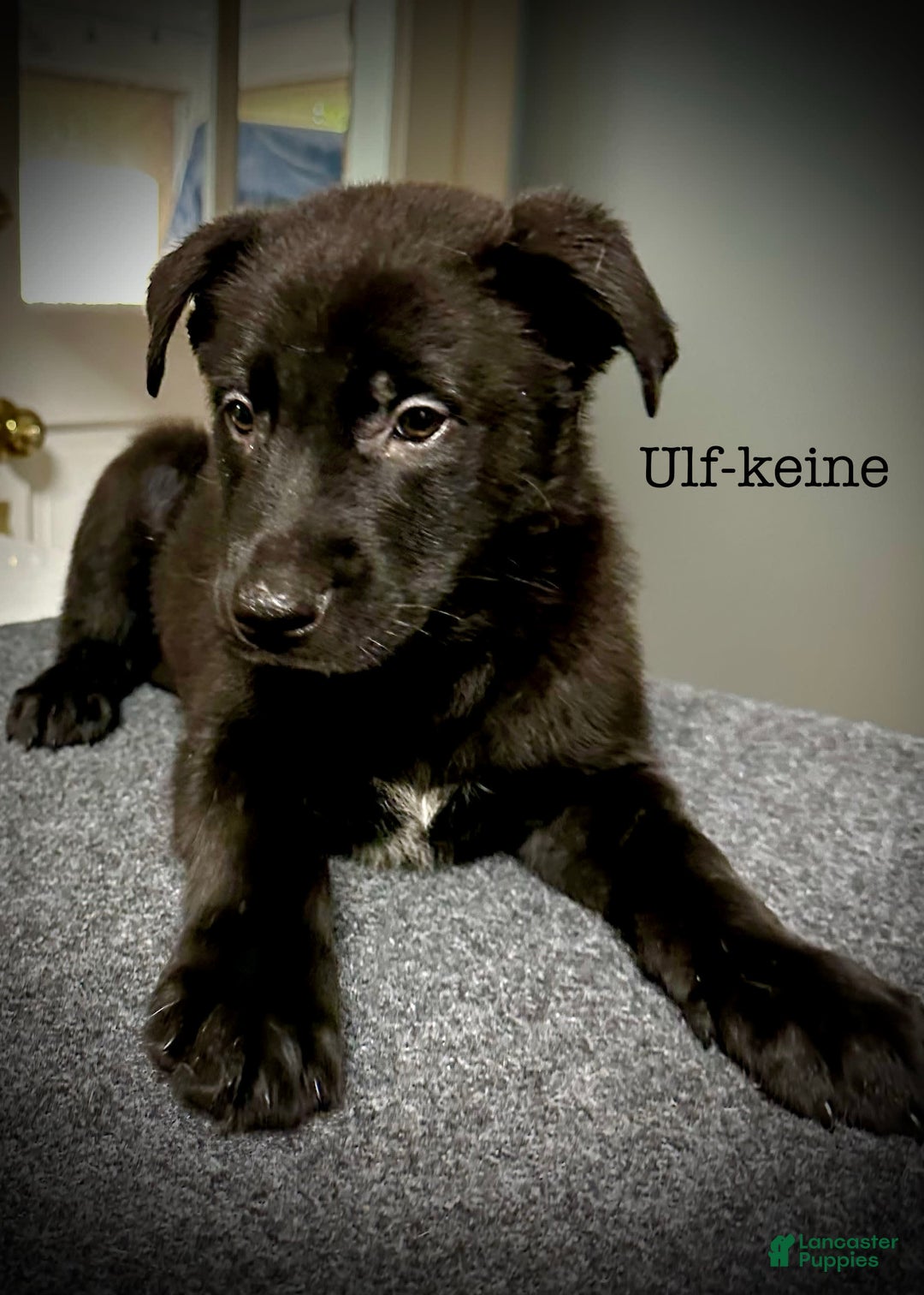 Belgian Malinois dogs for sale: Ulf-keine - Image 1