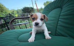 Jack Russell Terrier dogs for sale: Mila - Image 5