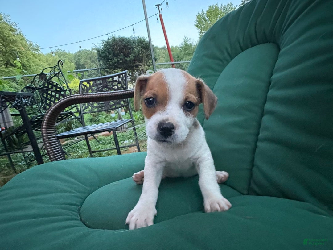 Jack Russell Terrier dogs for sale: Mila - Image 5