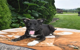 Norwegian Elkhound dogs for sale: Milo - Image 1
